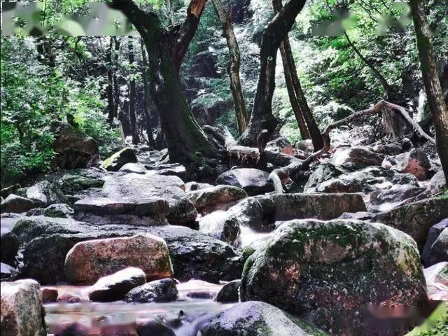 小油菜和上海青和大青菜的区别 - 热门社区讨论平台